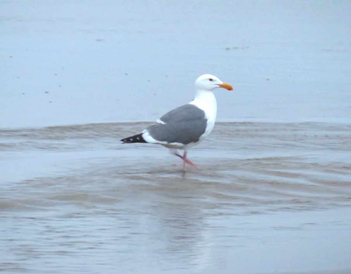 Western Gull - Sarah Johnson