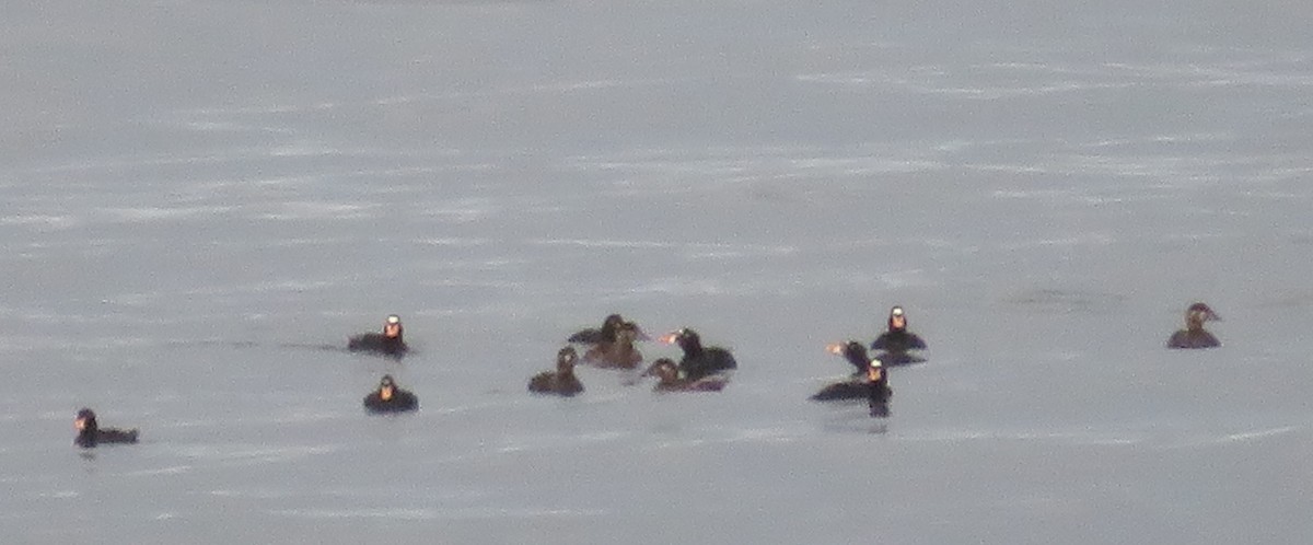 Surf Scoter - ML596105771