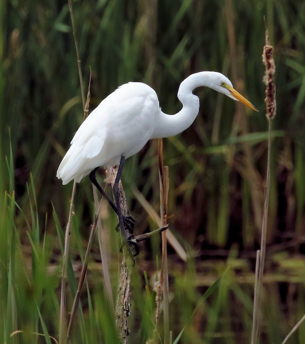 Great Egret - Sherrie Quillen