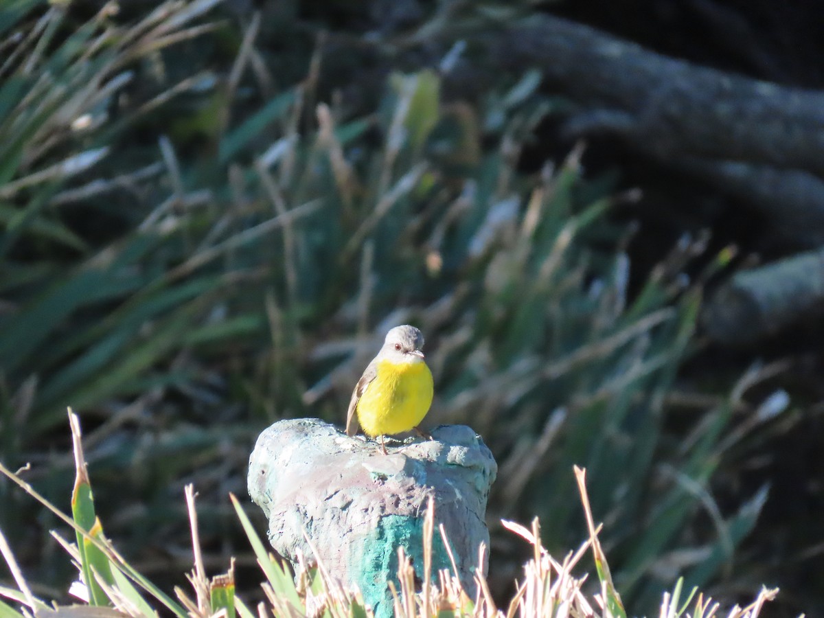 Eastern Yellow Robin - ML596107821