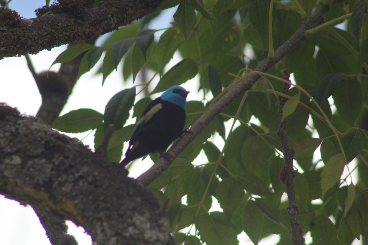 Blue-necked Tanager - ML596108721