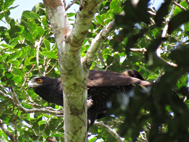 Águila Negra - ML59610901