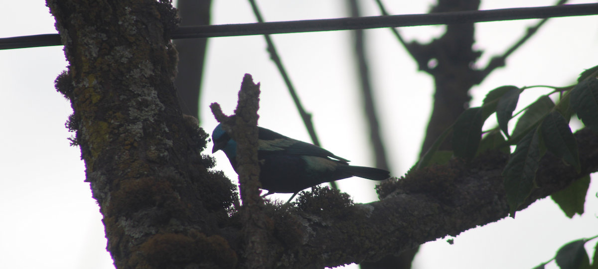 Blue-necked Tanager - ML596109121