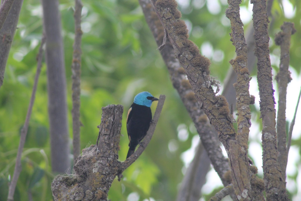 Blue-necked Tanager - ML596109311