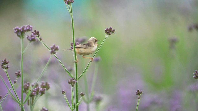 Golden-headed Cisticola - ML596109791