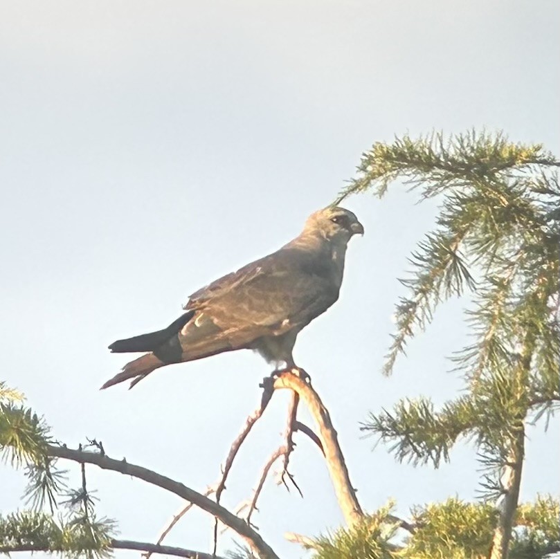 Mississippi Kite - ML596110271