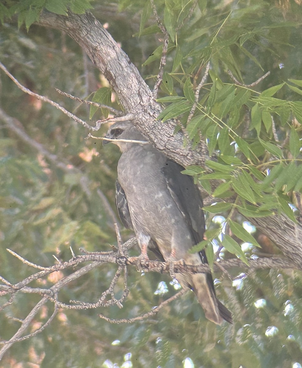 Mississippi Kite - ML596110281