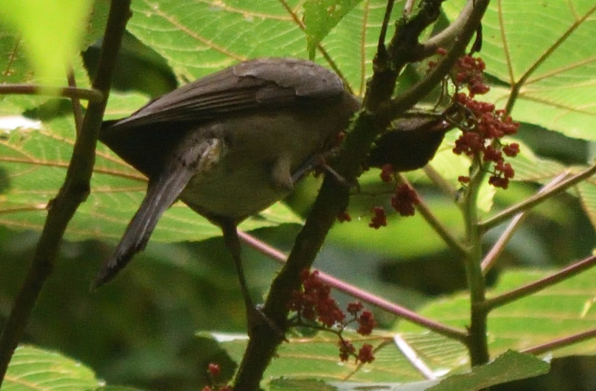 Mountain Thrush - ML596110451