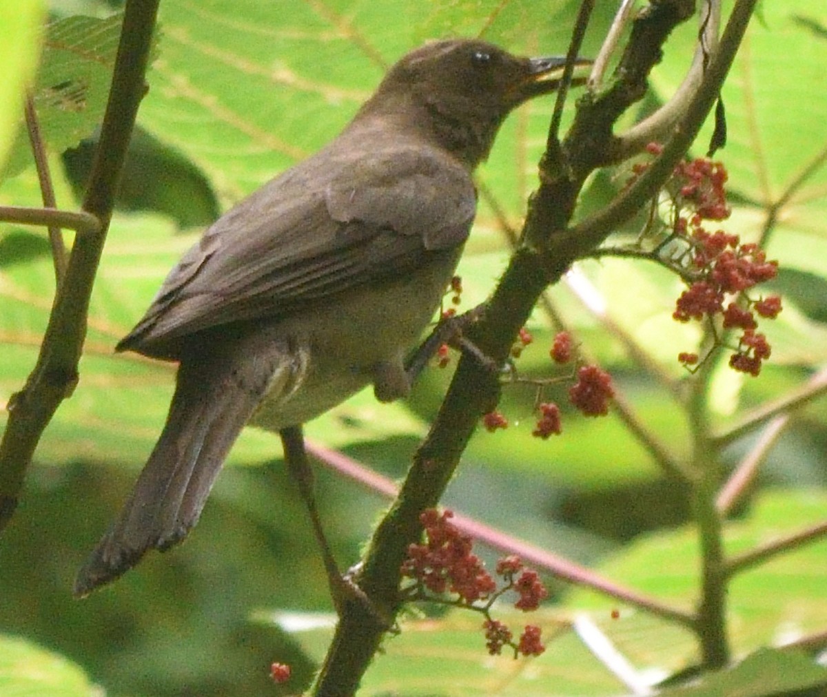 Mountain Thrush - ML596110461