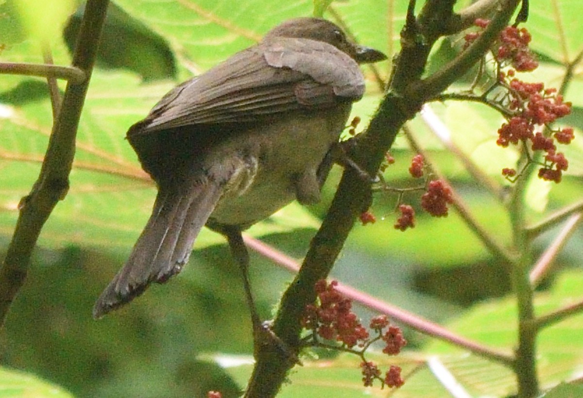 Mountain Thrush - ML596110471