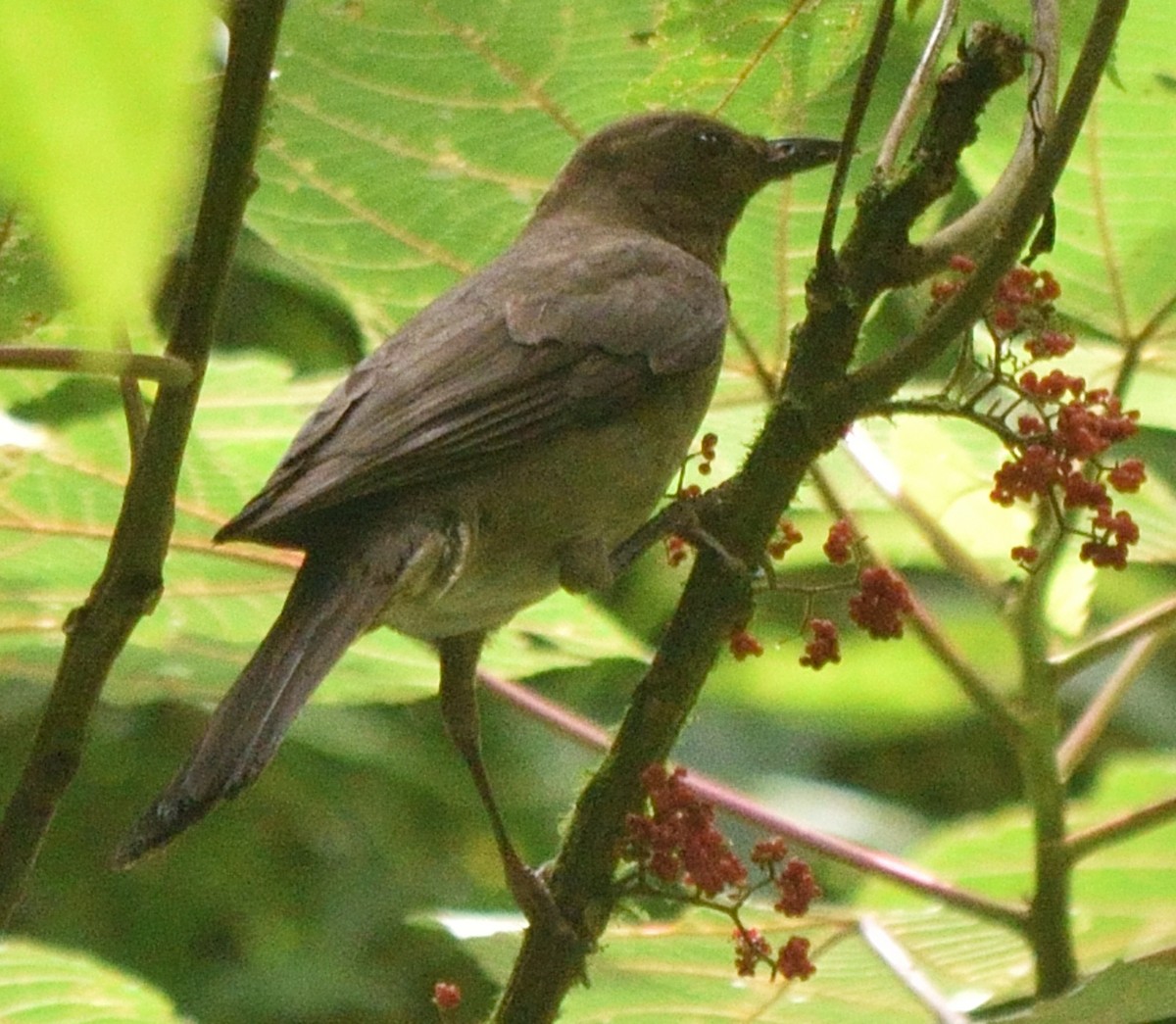 Mountain Thrush - Paul Conover