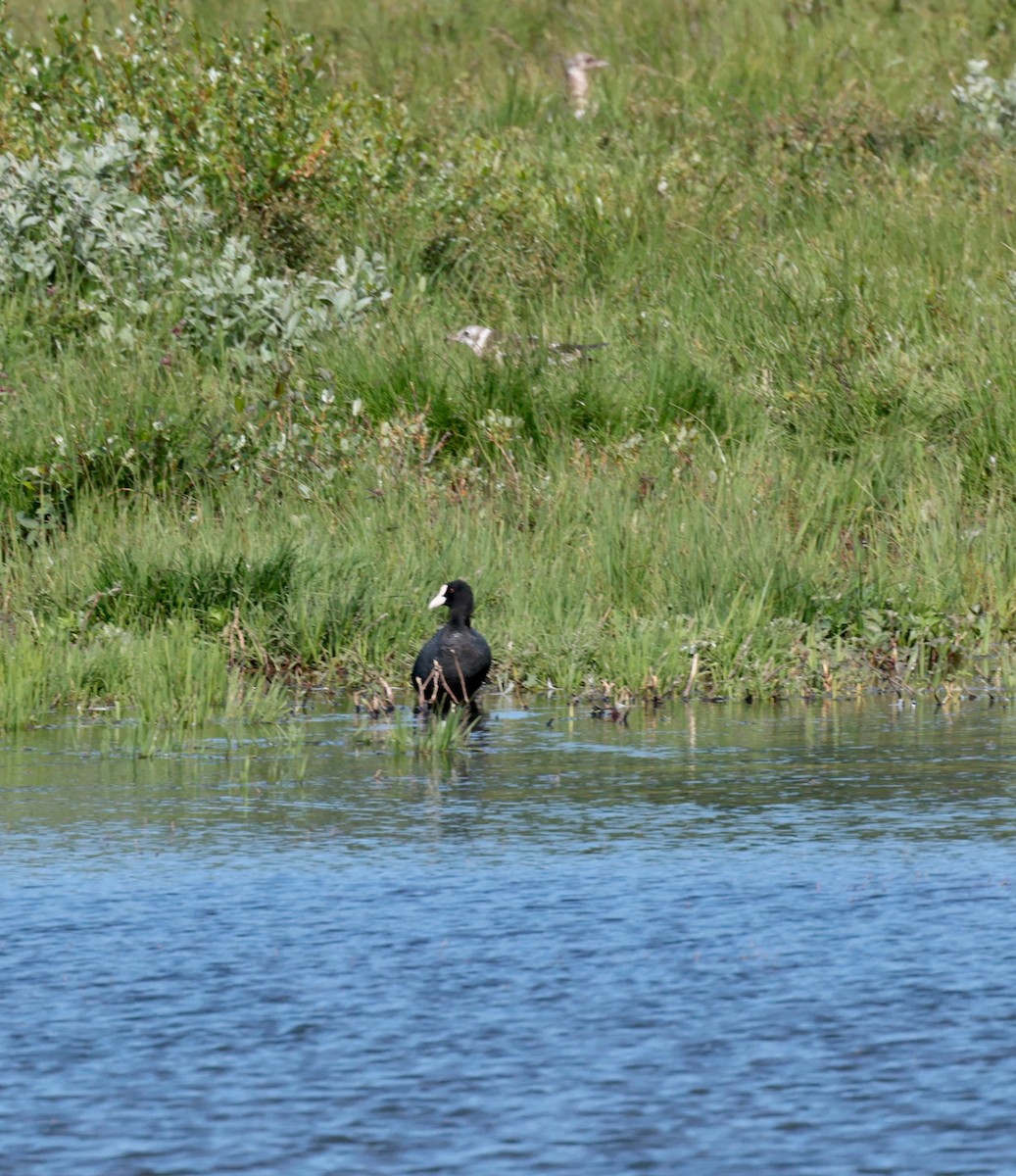 Eurasian Coot - ML596111031