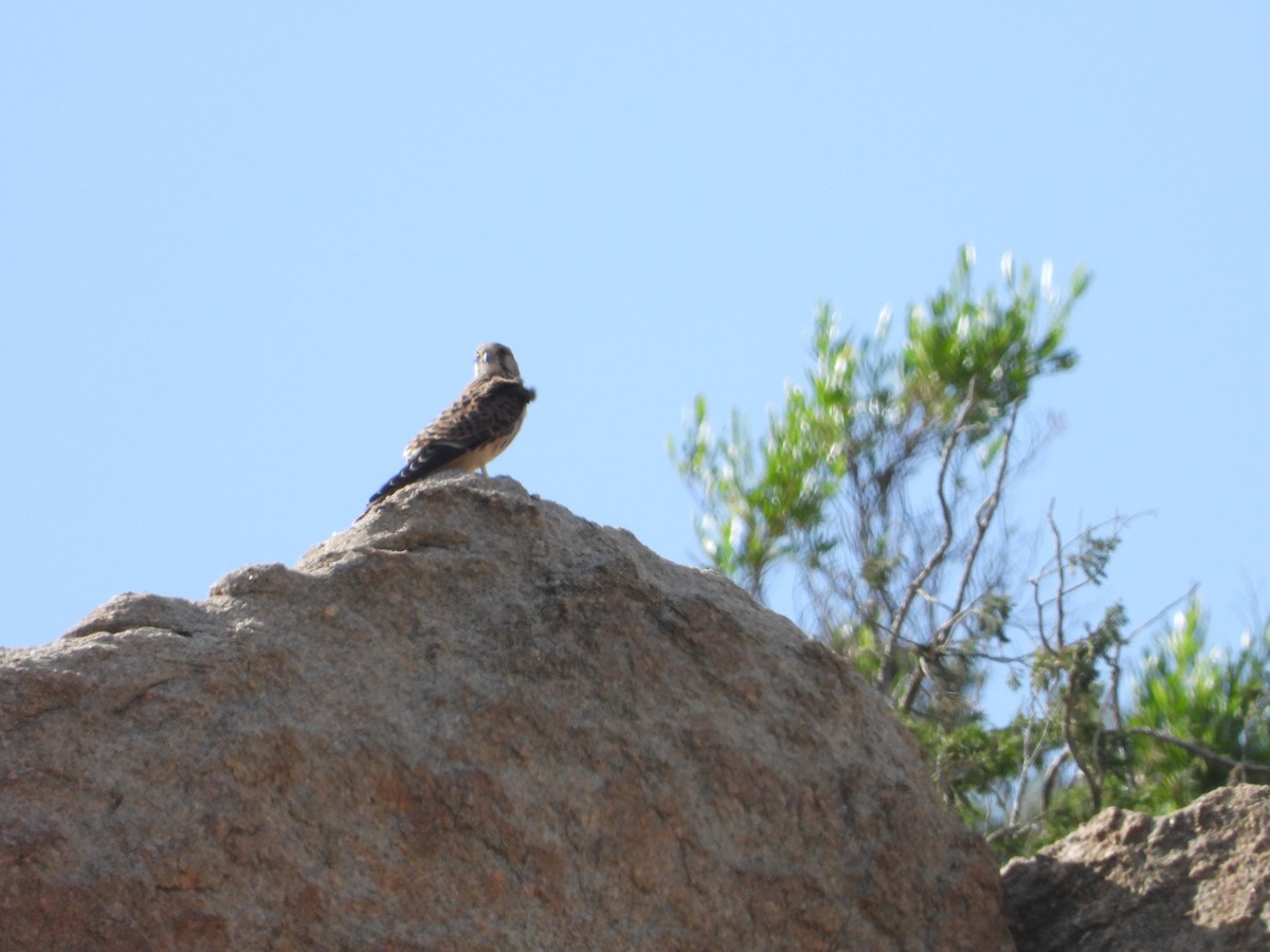 Eurasian Kestrel - ML596112821