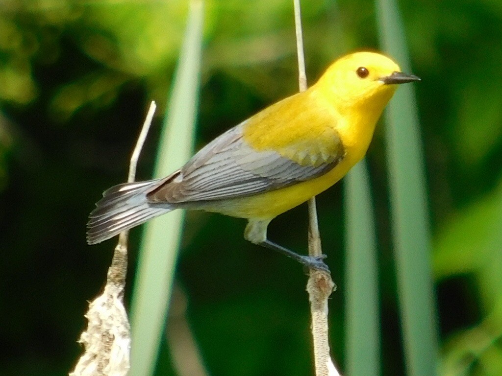 Prothonotary Warbler - ML59611341