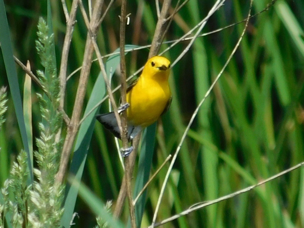 Prothonotary Warbler - ML59611351