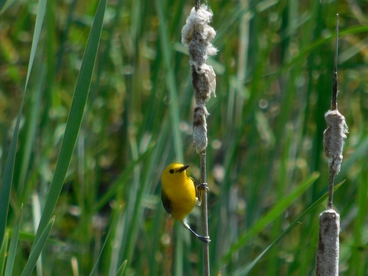 Prothonotary Warbler - ML59611361
