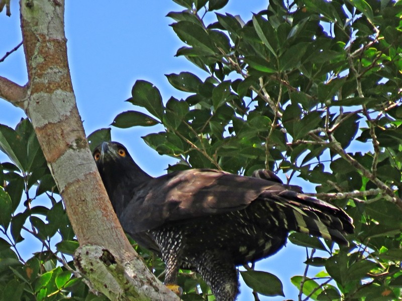 Águila Negra - ML59611391