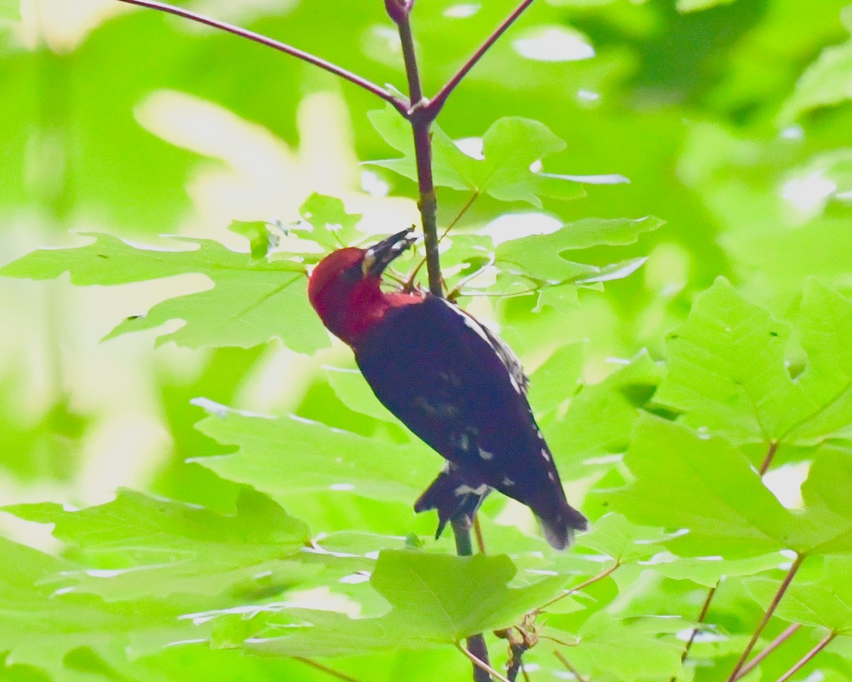 Red-breasted Sapsucker (ruber) - Steven Morris