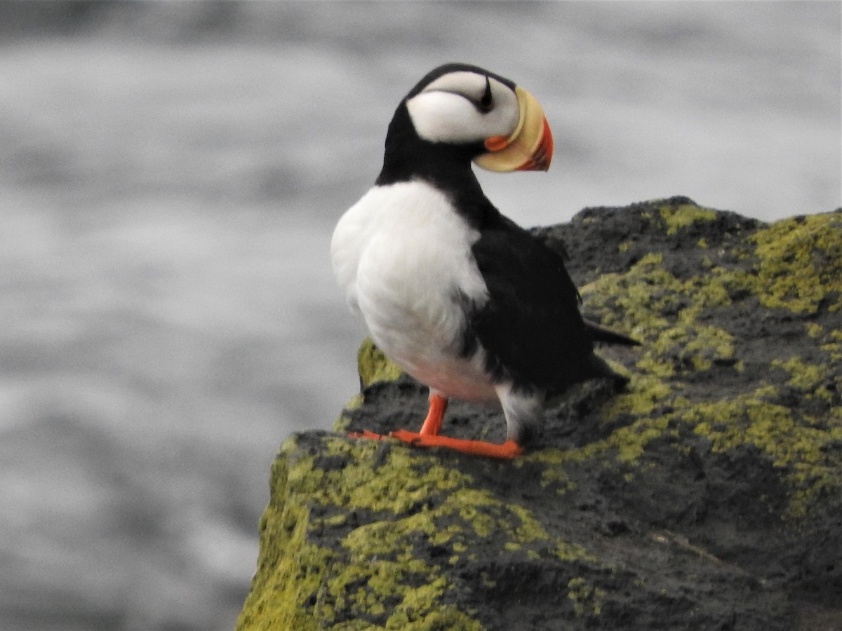 Horned Puffin - ML596115041