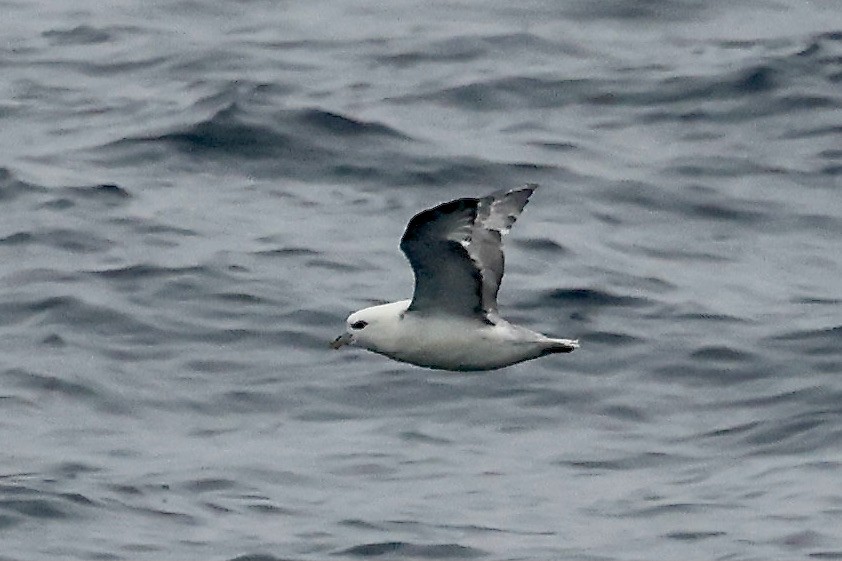 Northern Fulmar - Lorna Aynbinder