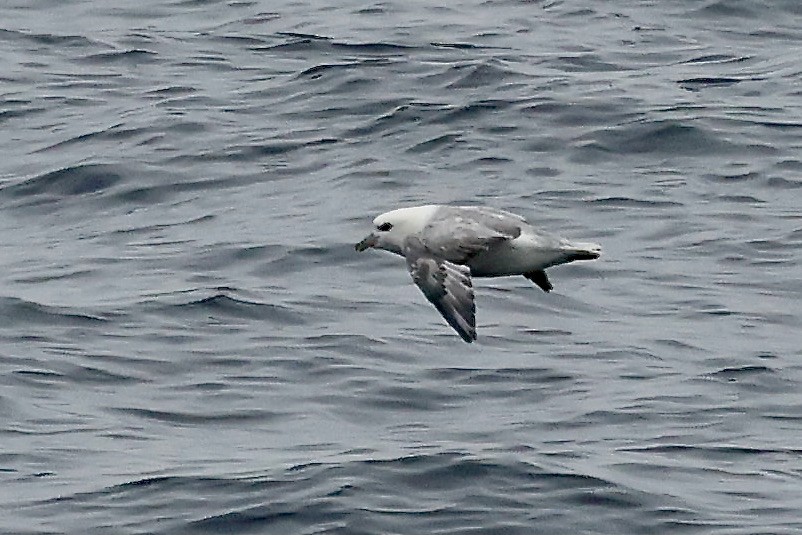 Northern Fulmar - Lorna Aynbinder