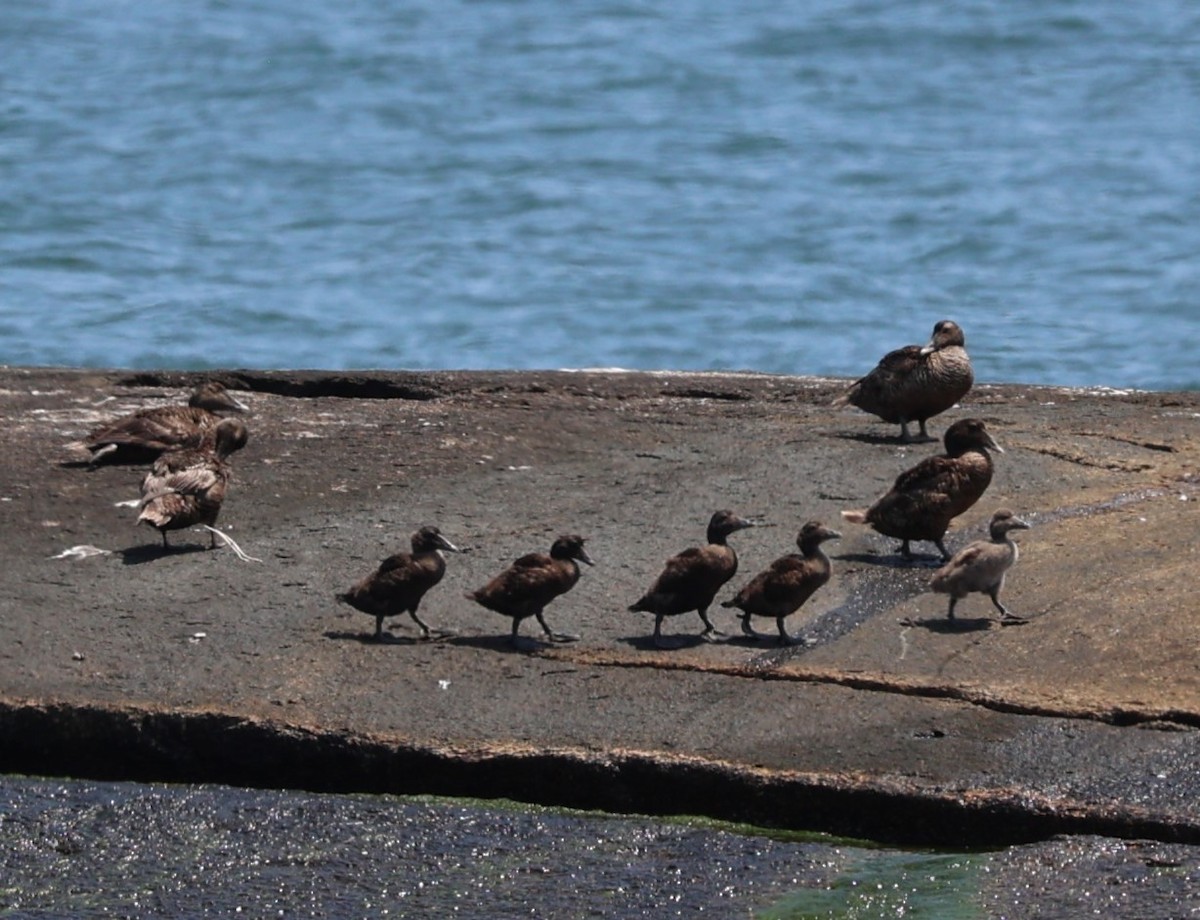 Common Eider - ML596117191