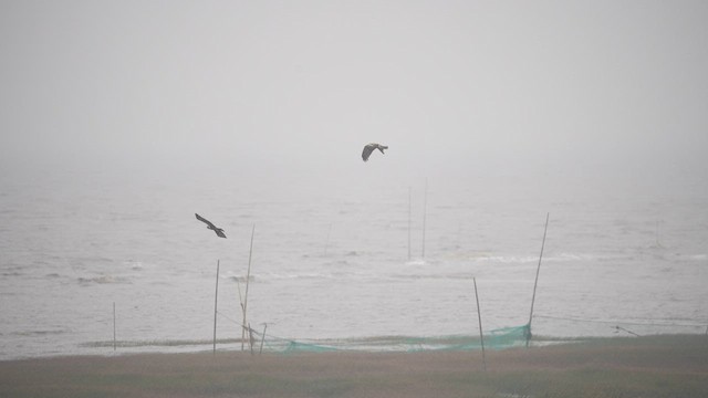 Eastern Marsh Harrier - ML596117571