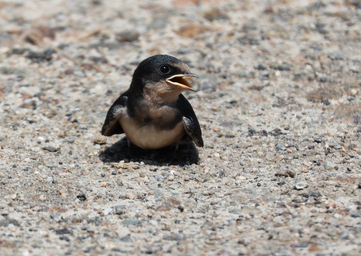 Barn Swallow - ML596118211