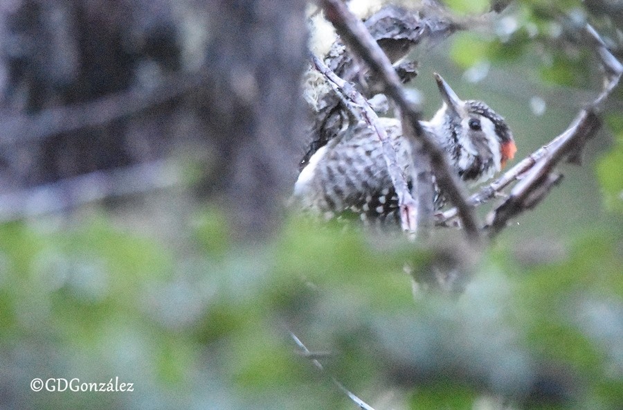 Striped Woodpecker - ML596118451