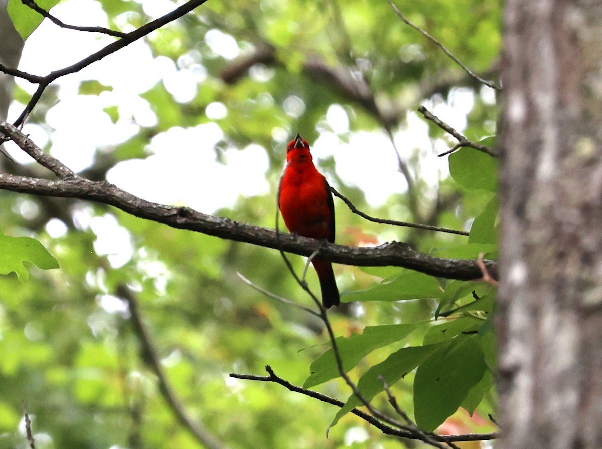 Scarlet Tanager - ML596119951