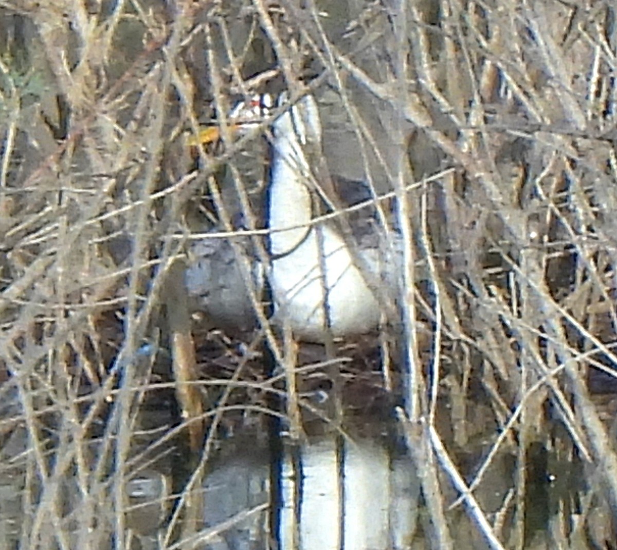 Grèbe à face blanche - ML596120651