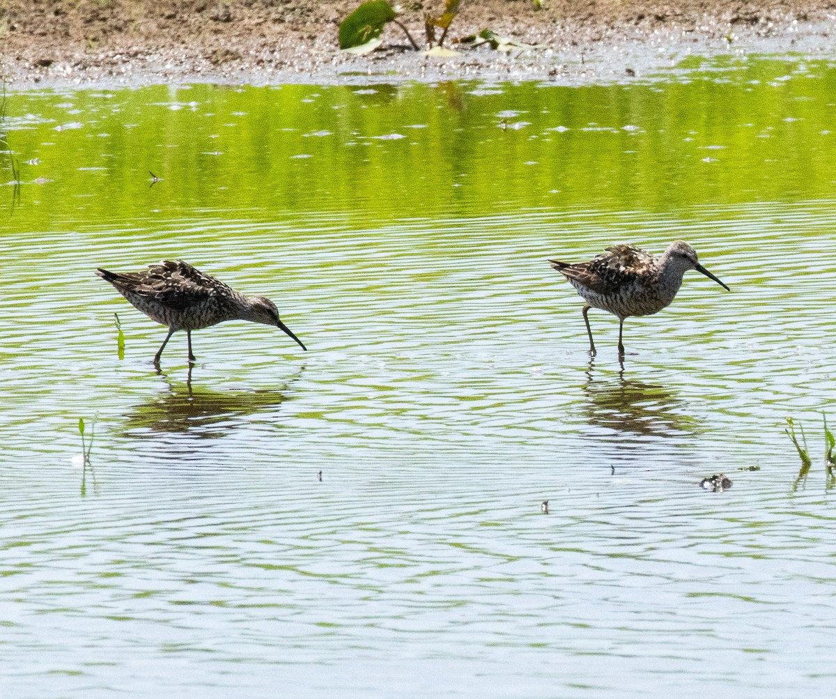 Stilt Sandpiper - ML596120691