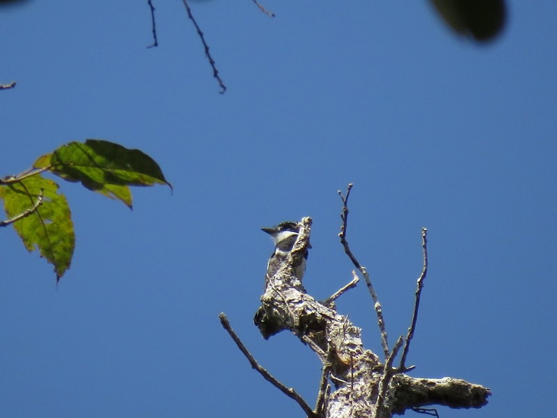 Pied Puffbird - ML59612111