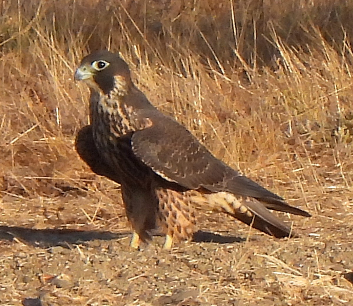 Peregrine Falcon - ML596121131