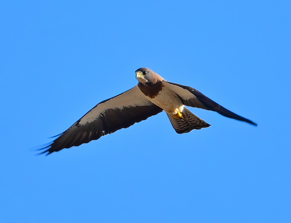 Swainson's Hawk - ML596121601