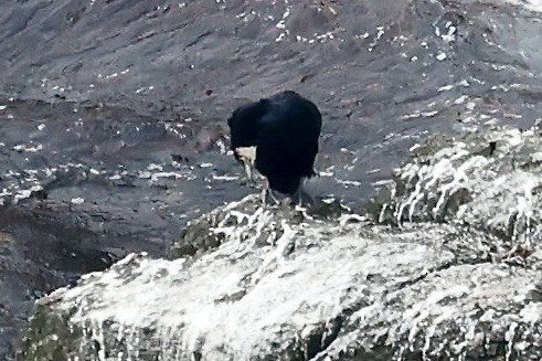 Great Cormorant - ML596121891