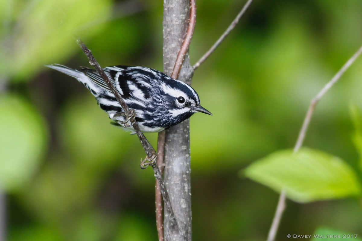 Black-and-white Warbler - ML59612221