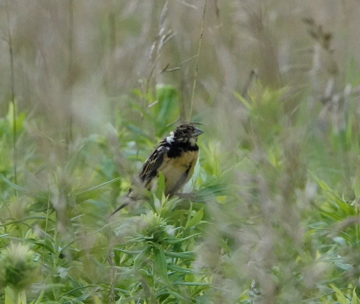 Bobolink - ML596122231