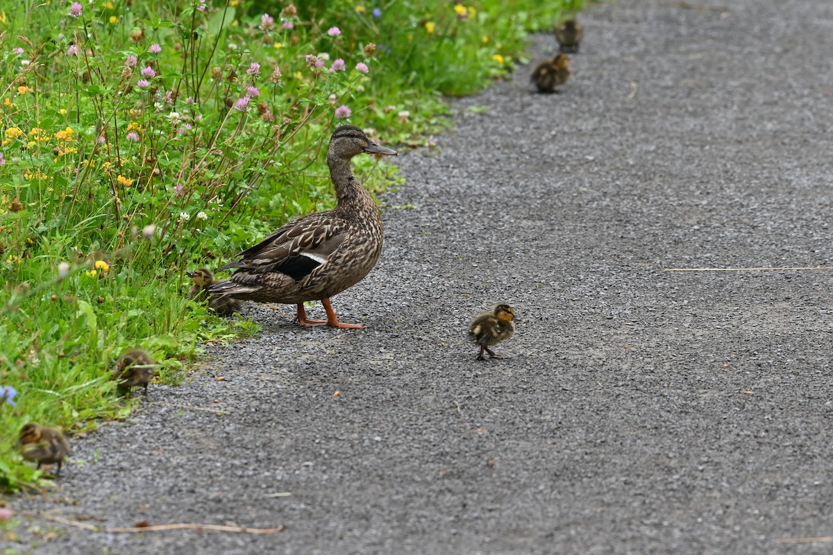 Mallard - Pierre Normand