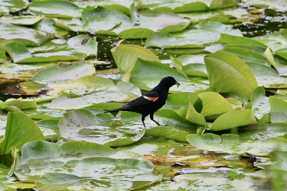 Red-winged Blackbird - Pierre Normand