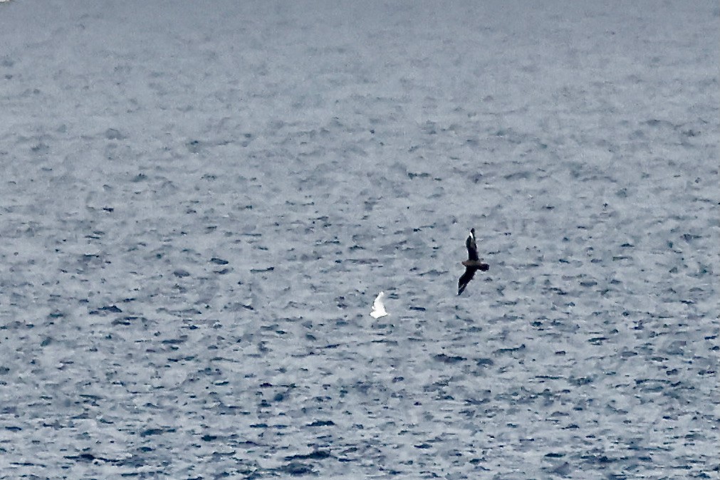 South Polar Skua - ML596122981