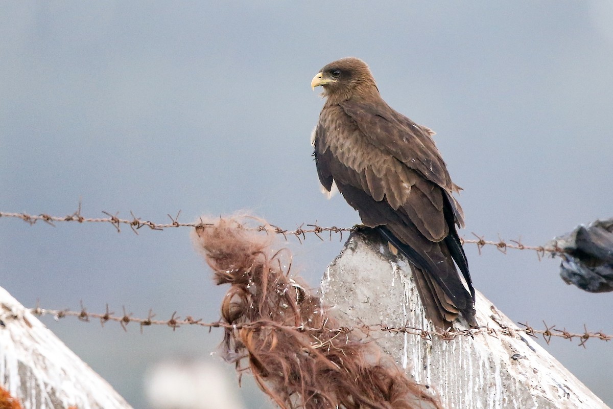 Black Kite - ML596124321