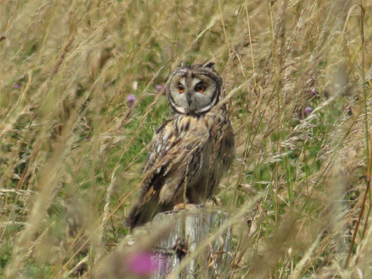 Long-eared Owl - ML596124911