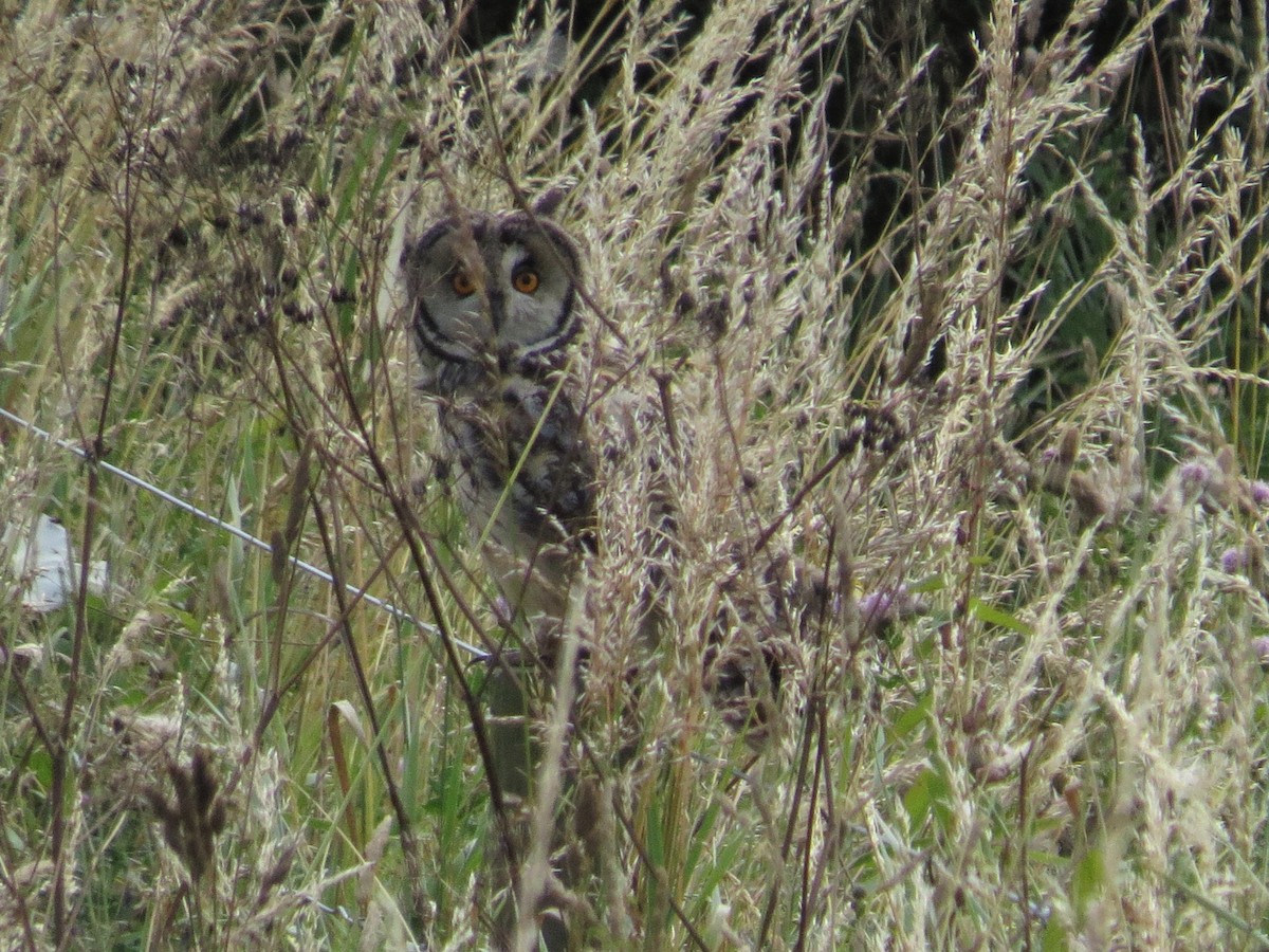Long-eared Owl - ML596124971