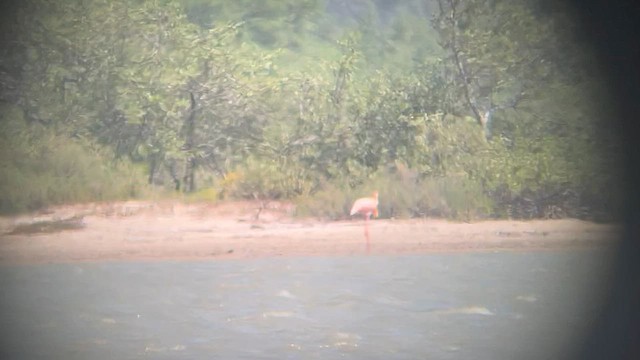 American Flamingo - ML596125191