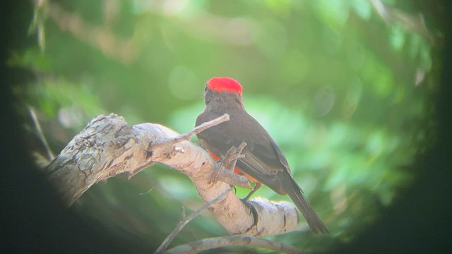 Vermilion Flycatcher - ML596125461