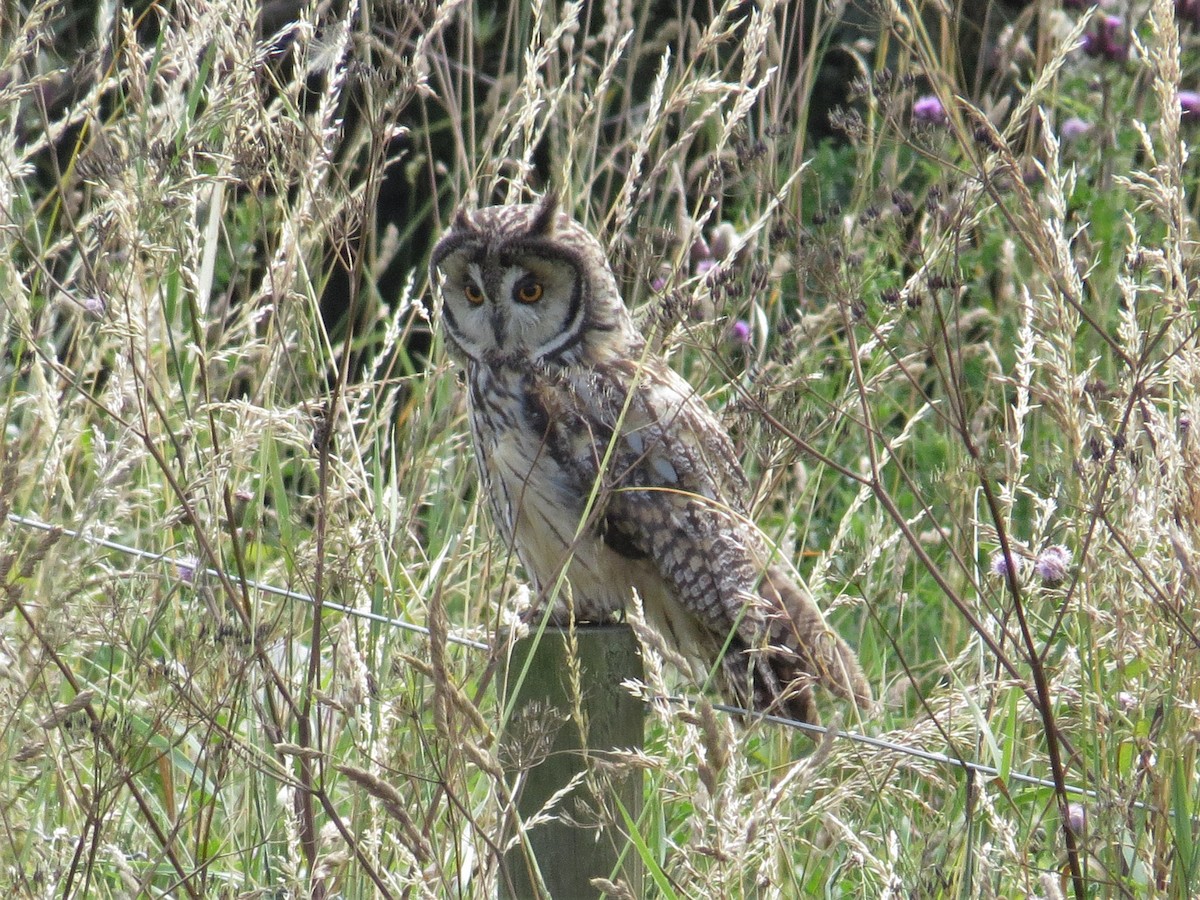 Long-eared Owl - ML596126491