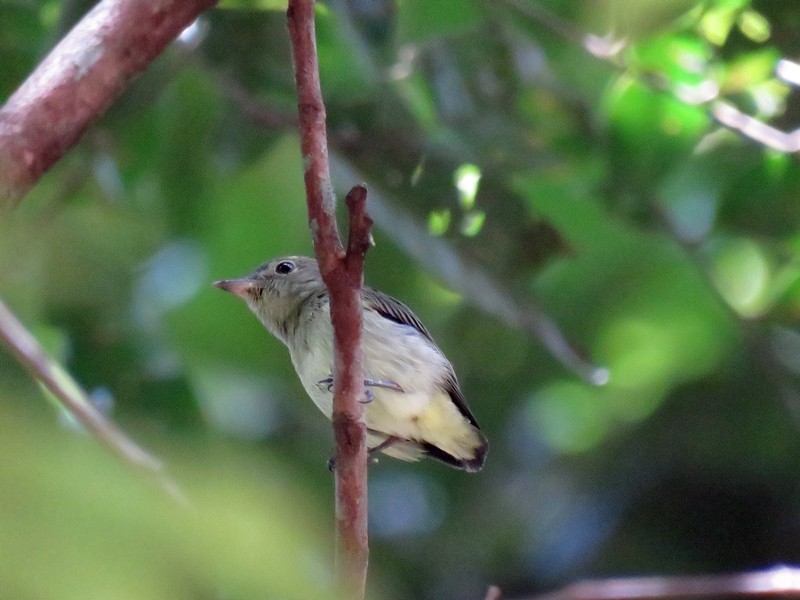 Tiny Tyrant-Manakin - ML59612661