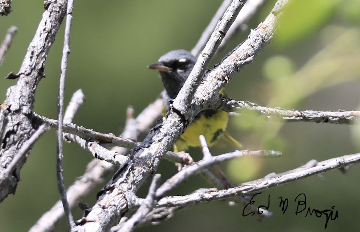MacGillivray's Warbler - ML596126751