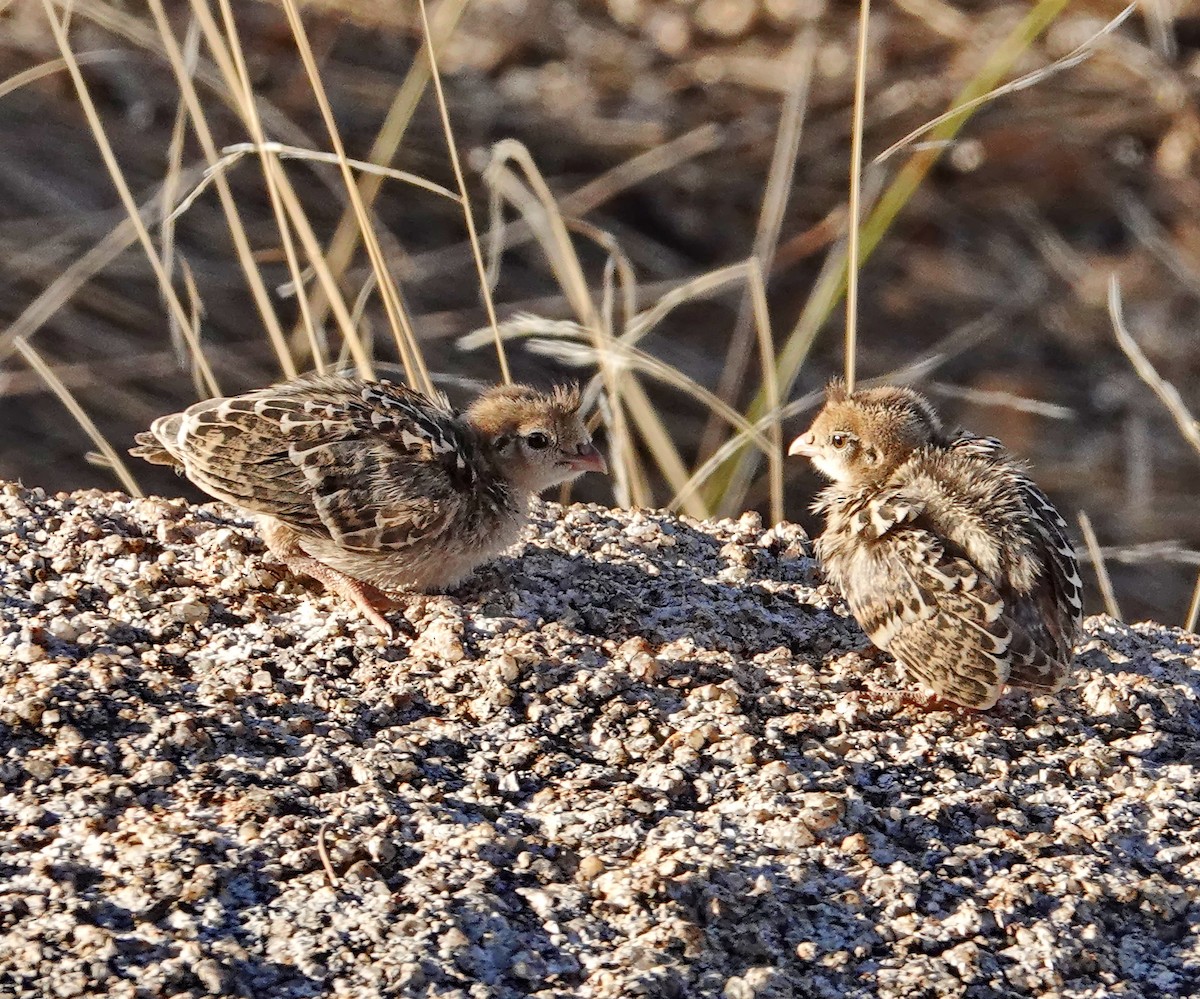 Gambel's Quail - Walt Anderson